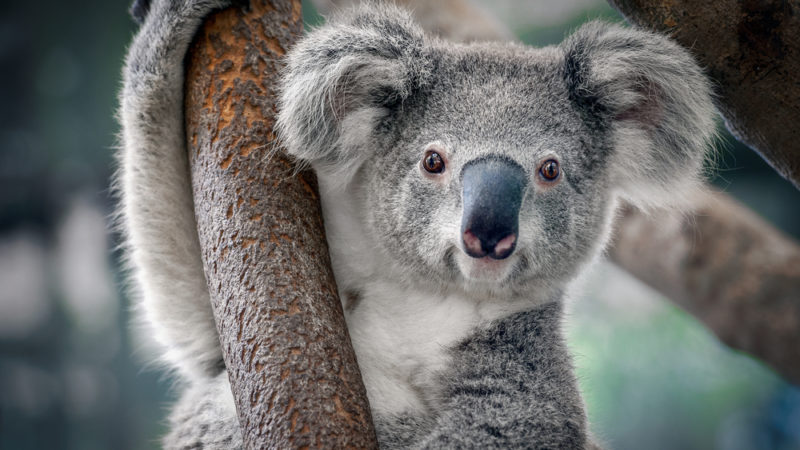 gambar binatang koala lucu