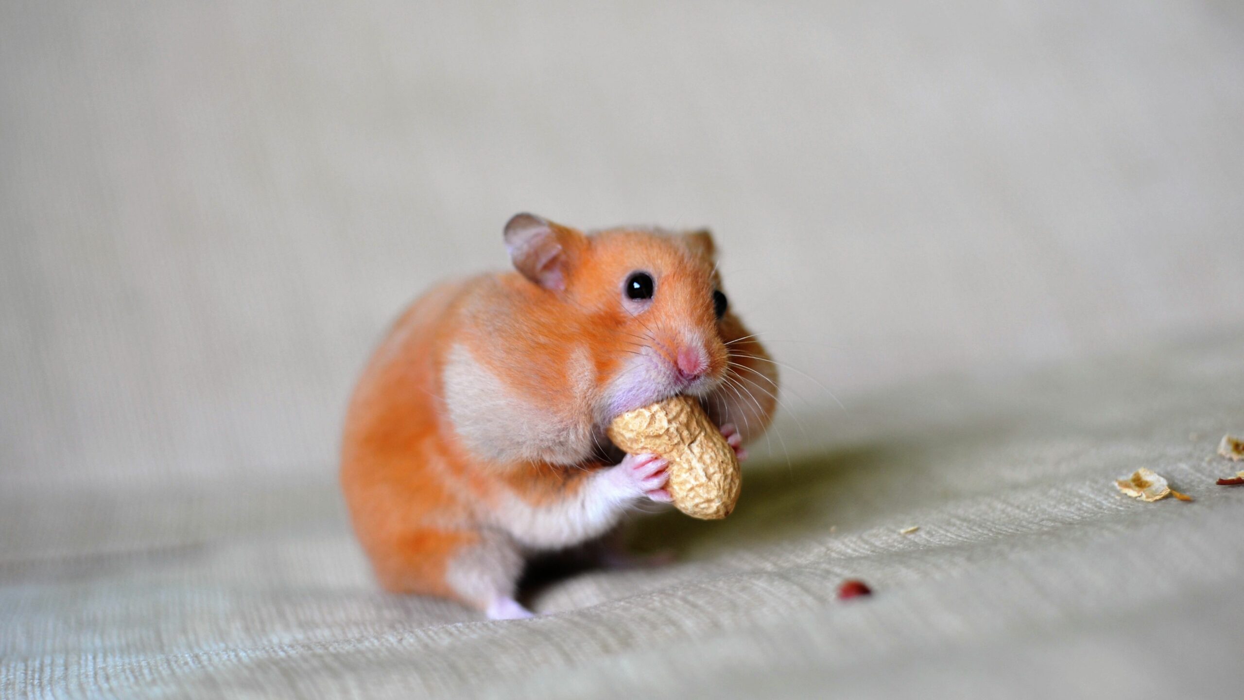 gambar binatang kucu hamster