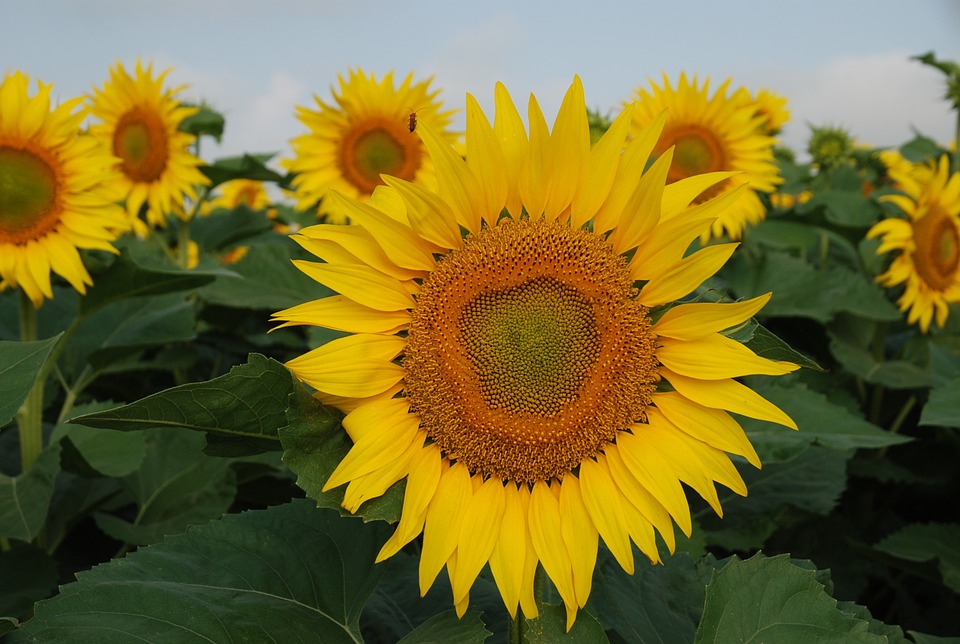 gambar bunga matahari hd