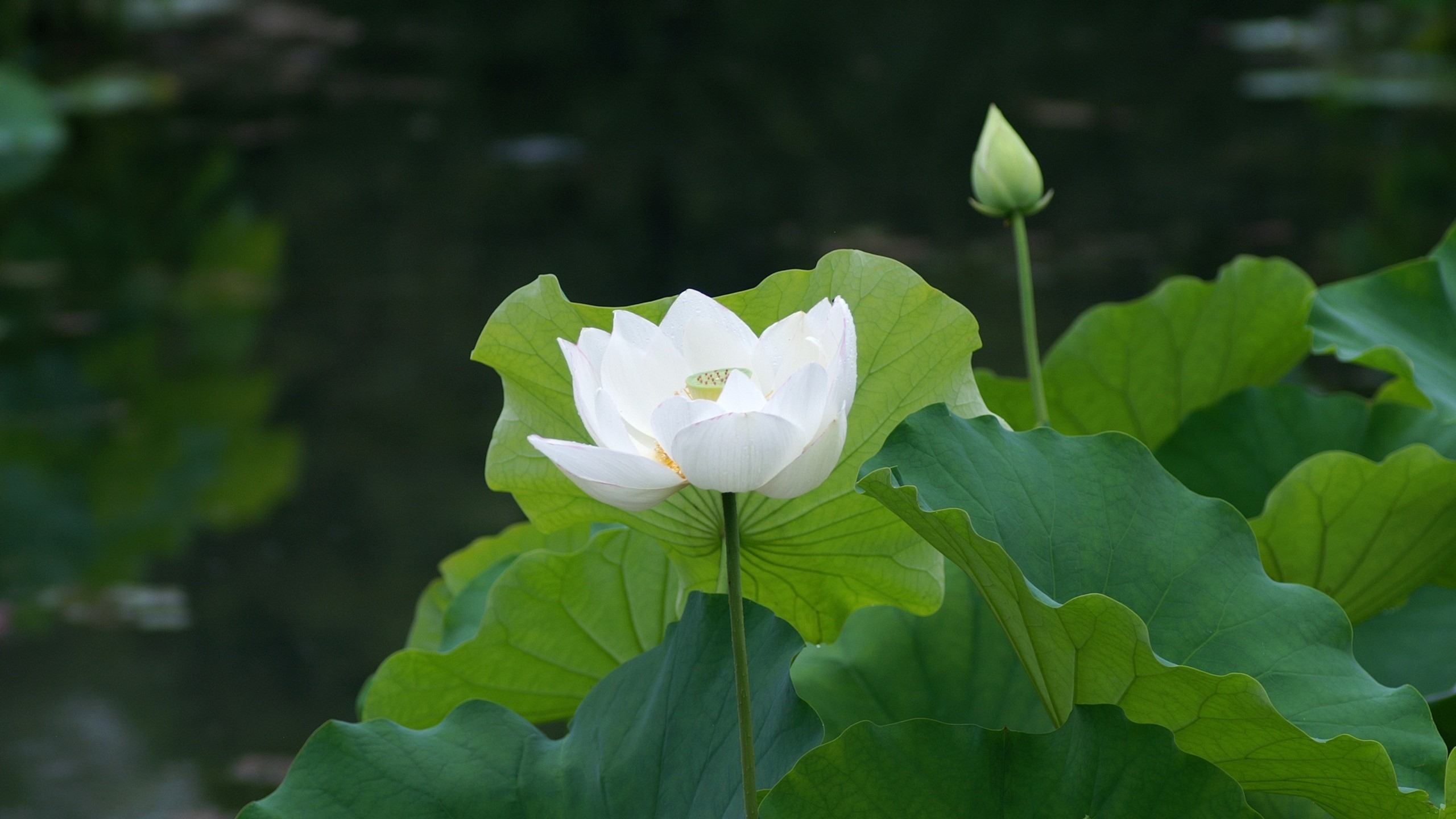 gambar bunga teratai putih