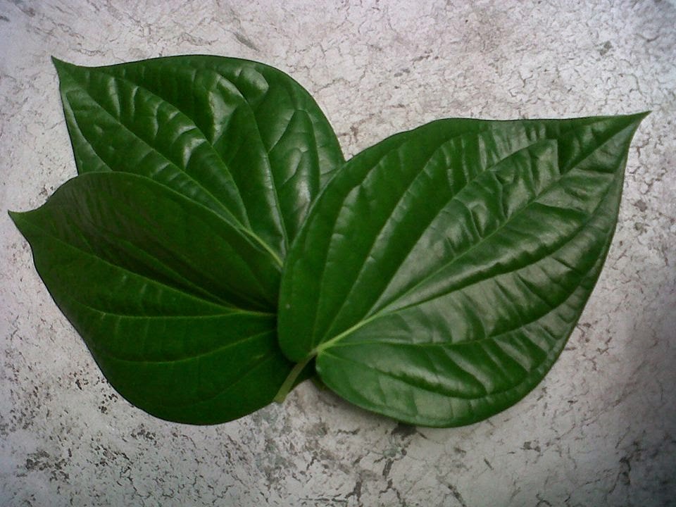 gambar daun kelapa