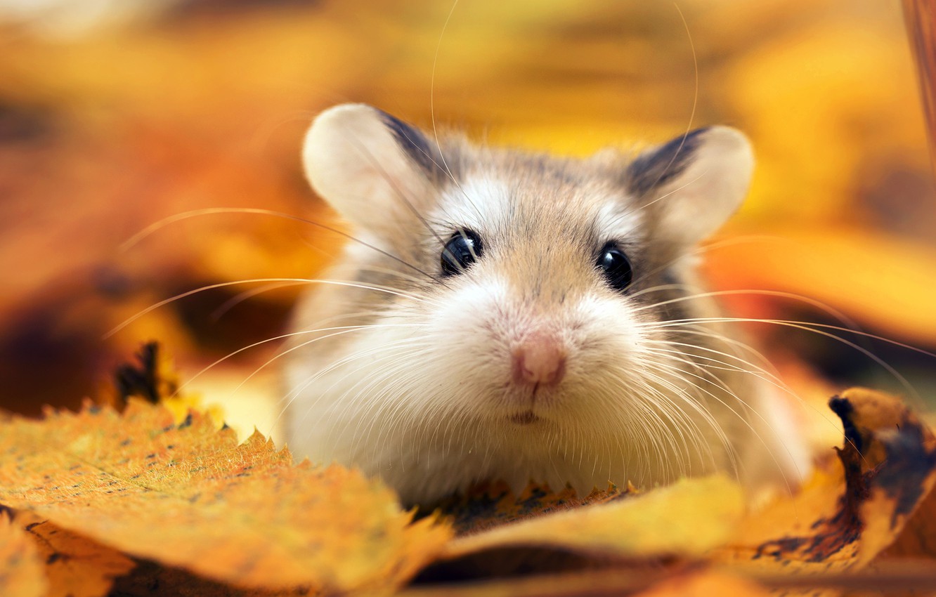 gambar hamster hewan hd