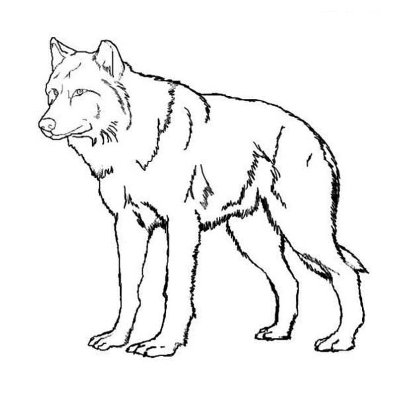 gambar hd sketsa serigala