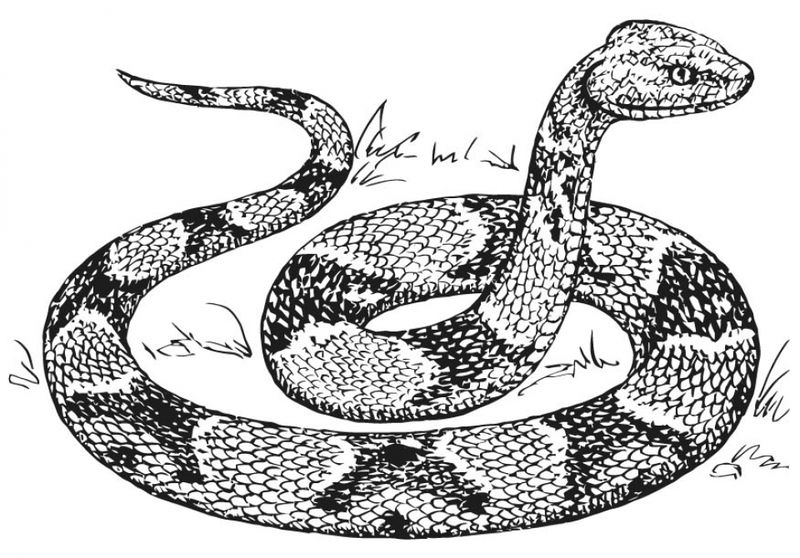gambar hd sketsa ular