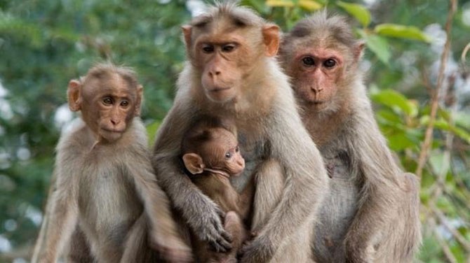 gambar hewan monyet
