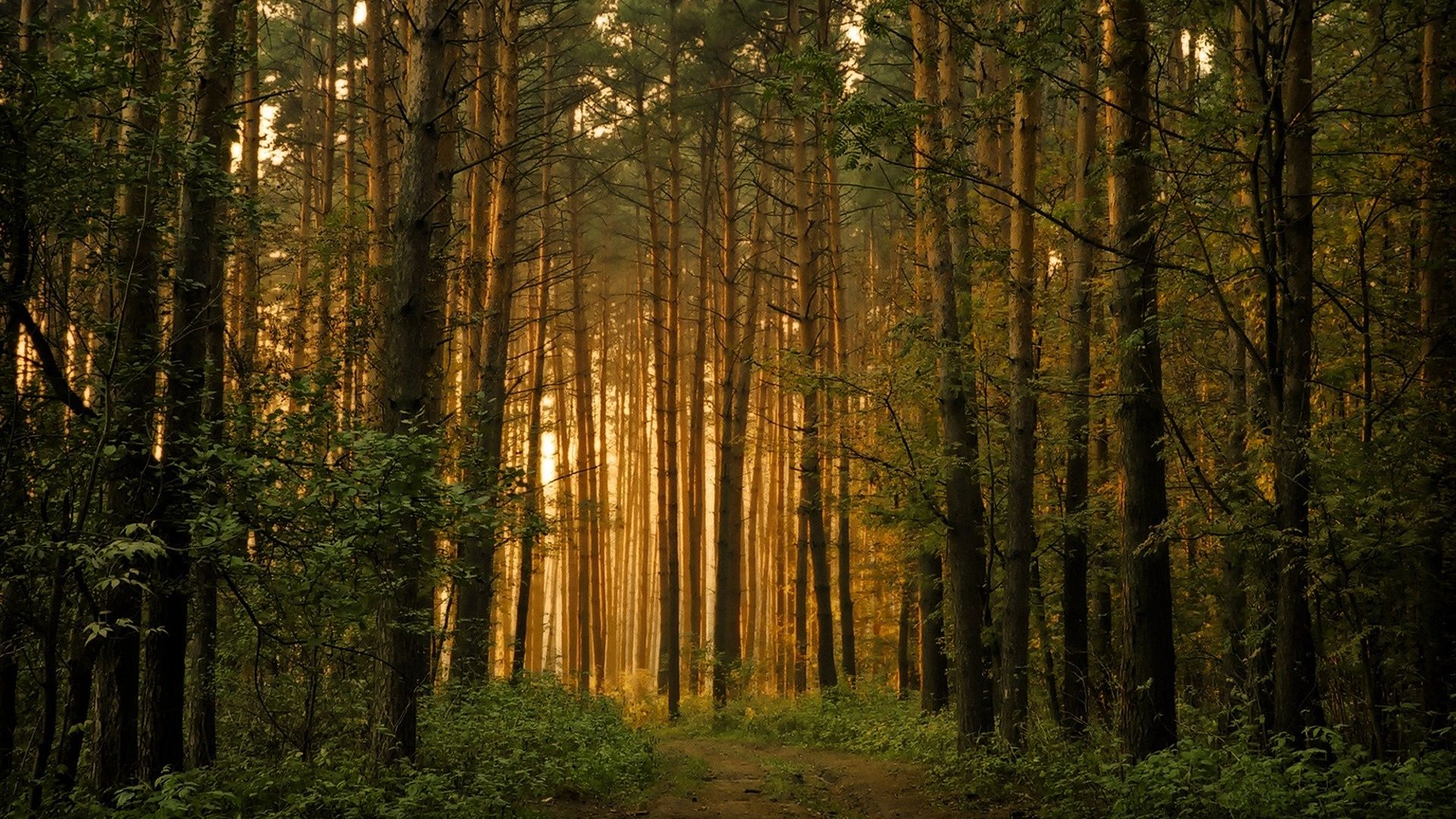 gambar hutan bakau