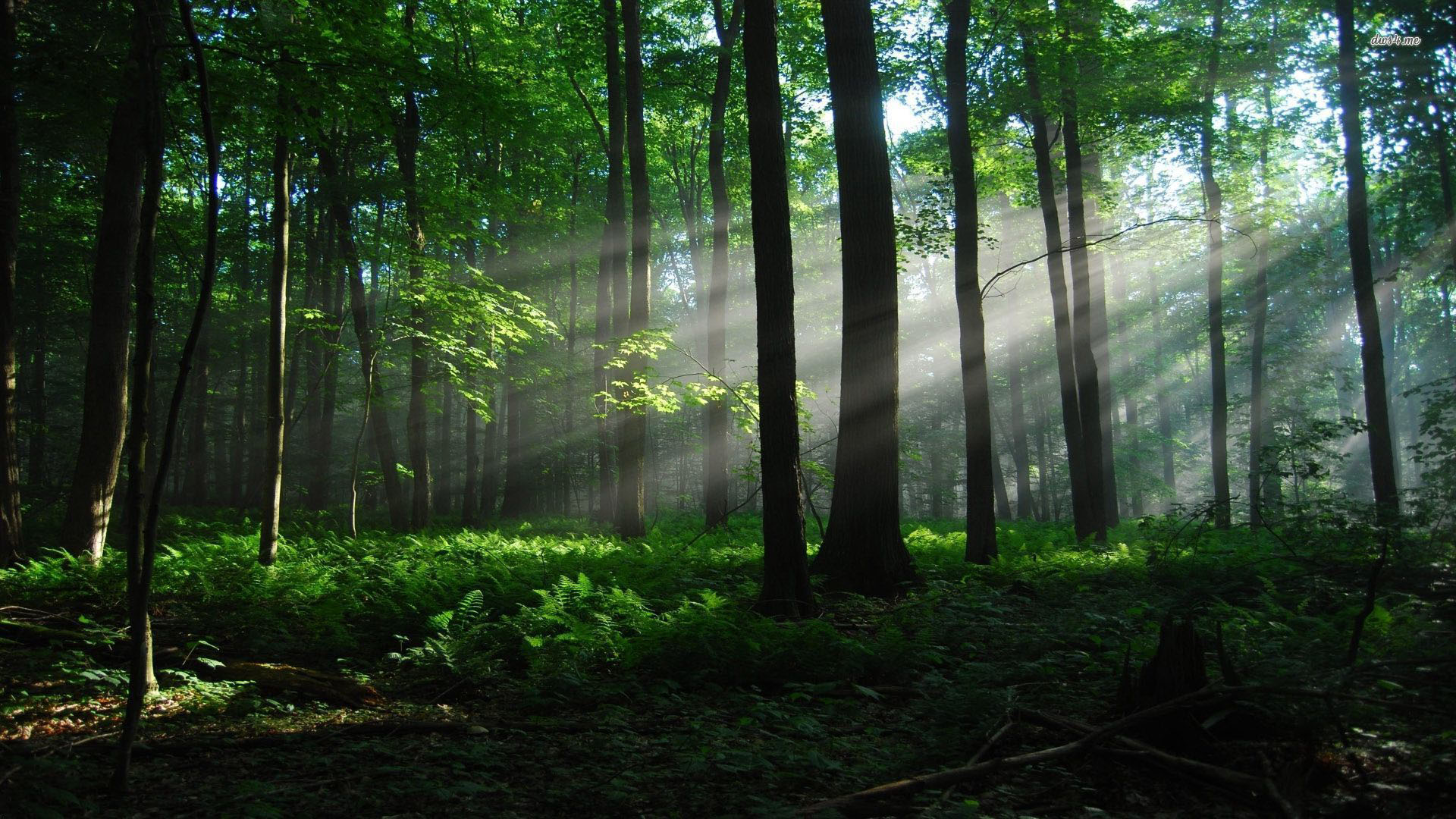 gambar hutan produksi