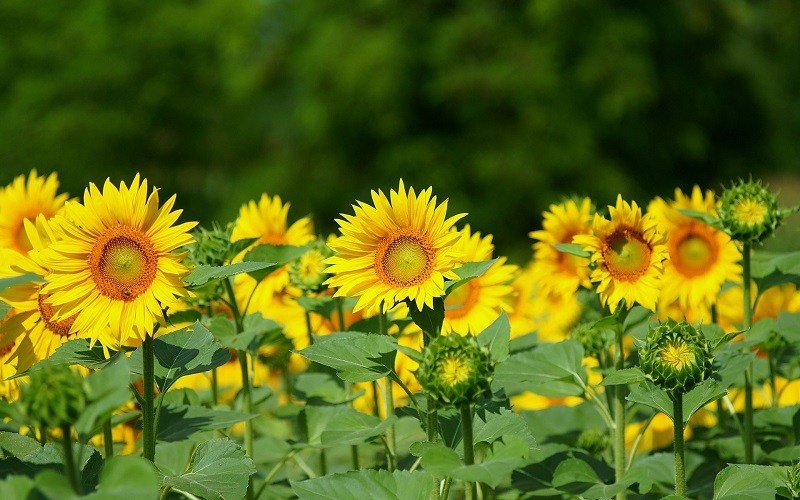 gambar kartun bunga matahari