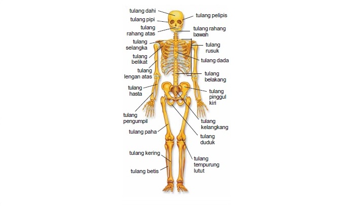gambar kerangka tulang dan sistem gerak manusia