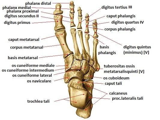gambar kerangka tulang pada telapak kaki manusia