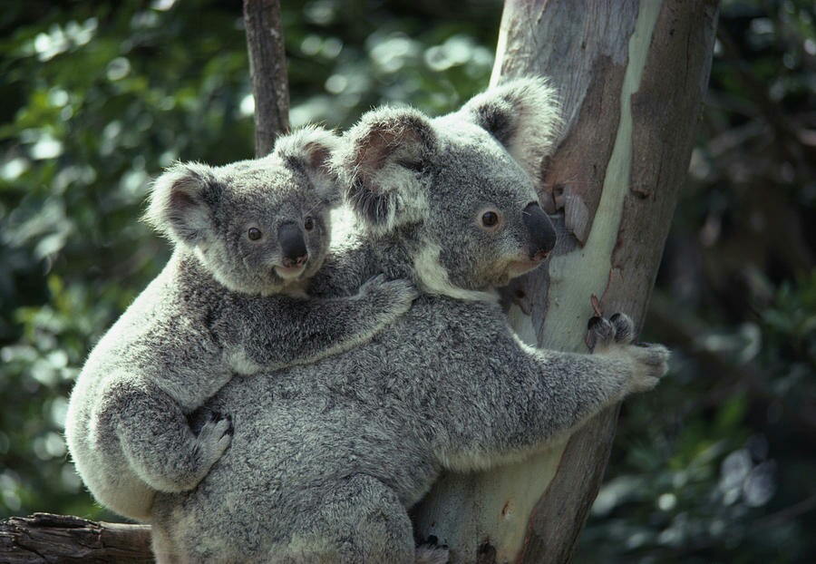 gambar koala dan anaknya