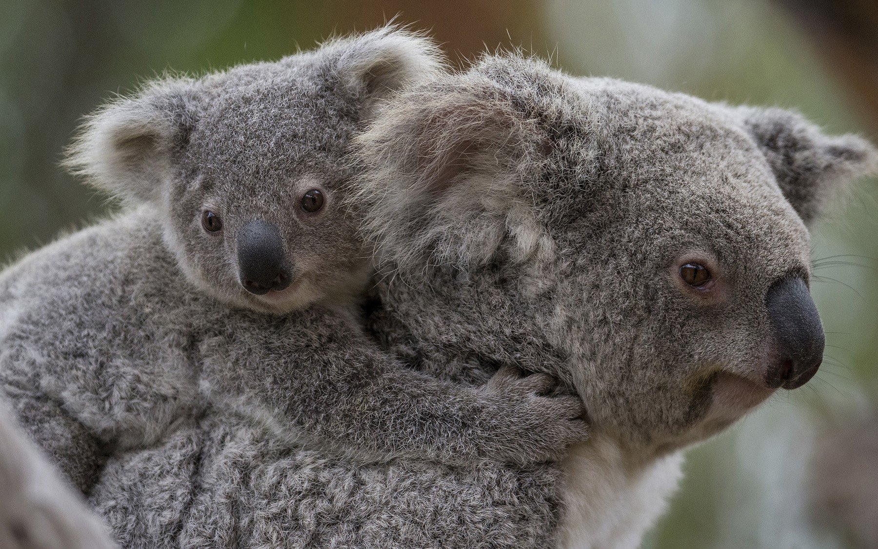gambar koala gendong anaknya