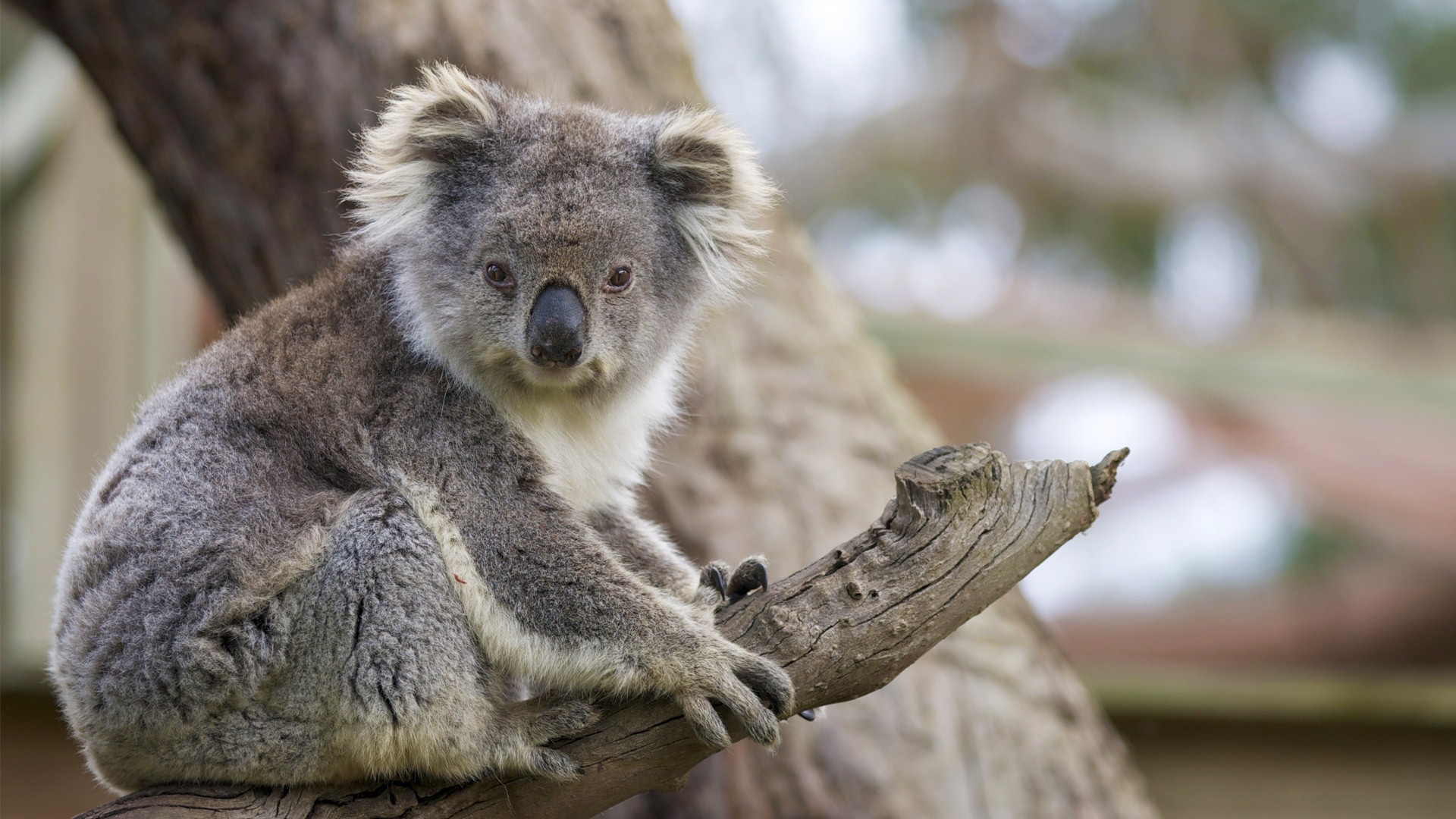 gambar koala hd