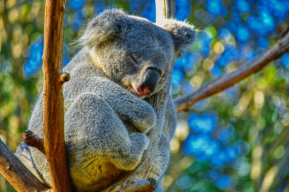 gambar koala lucu wallpaper