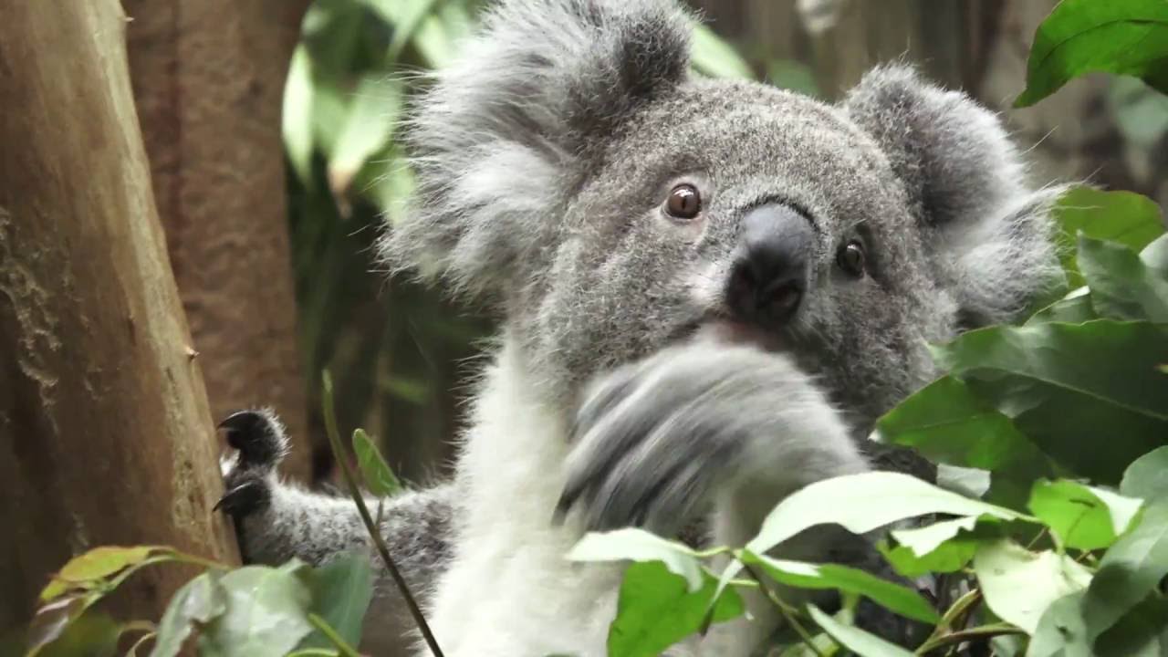 gambar koala sedang makan