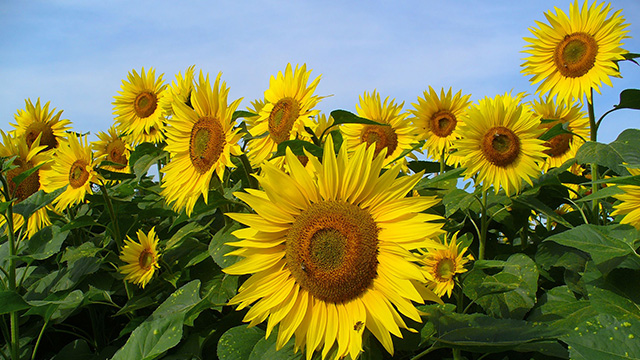 gambar kolase bunga matahari