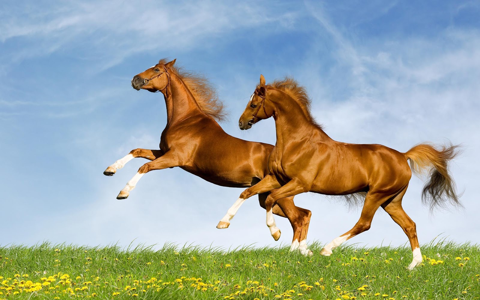 gambar kuda lari