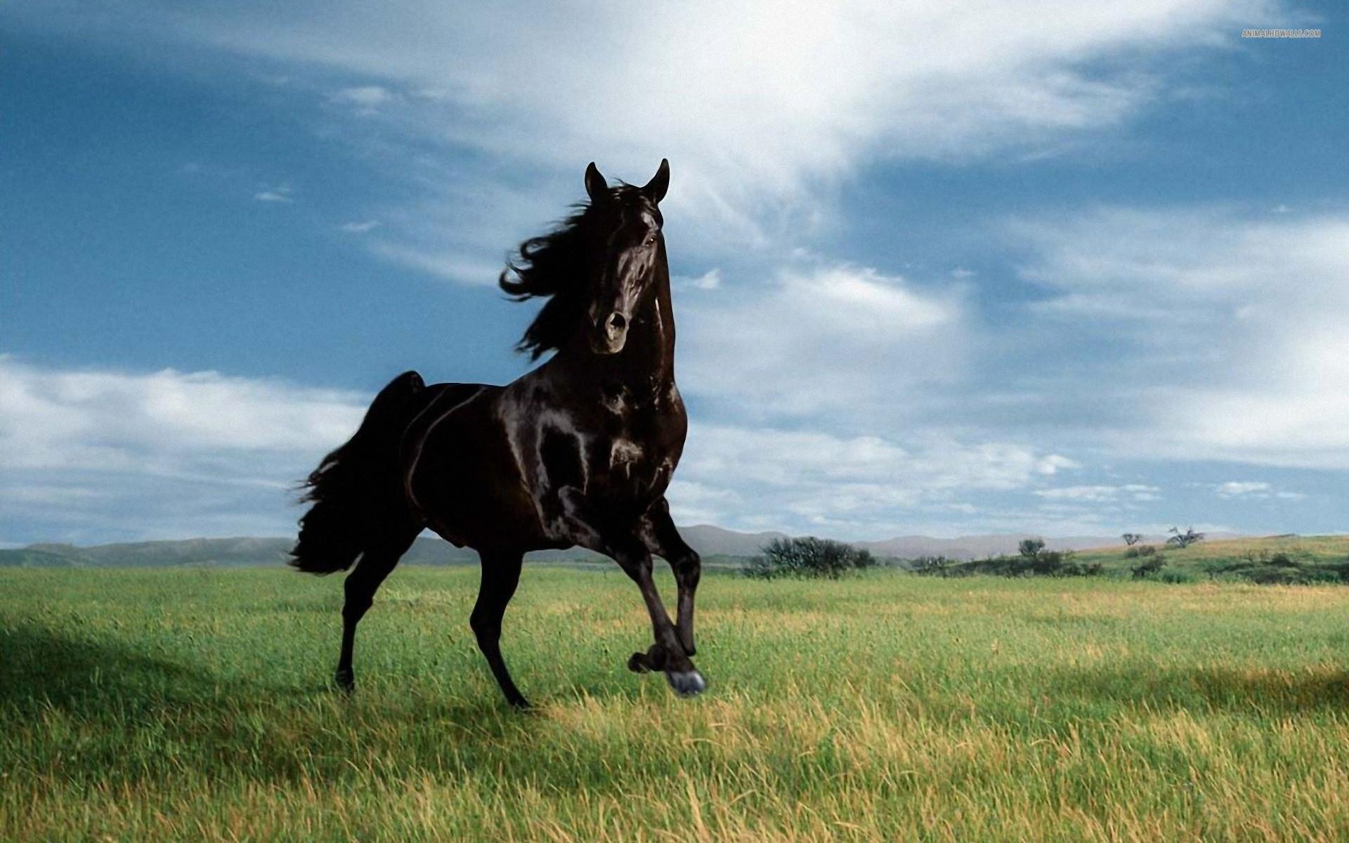 gambar kuda makan rumput