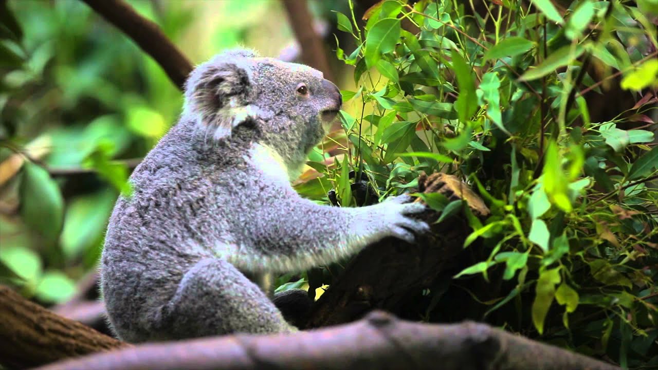 gambar lucu hewan koala hd