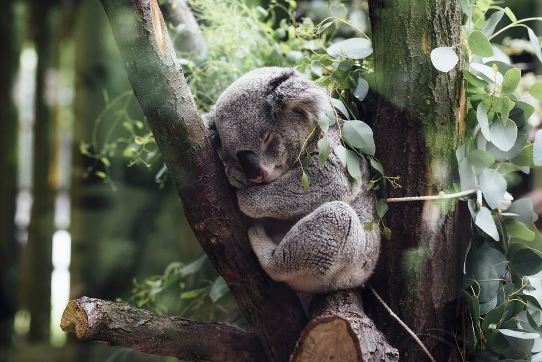 gambar lucu hewan koala tidur