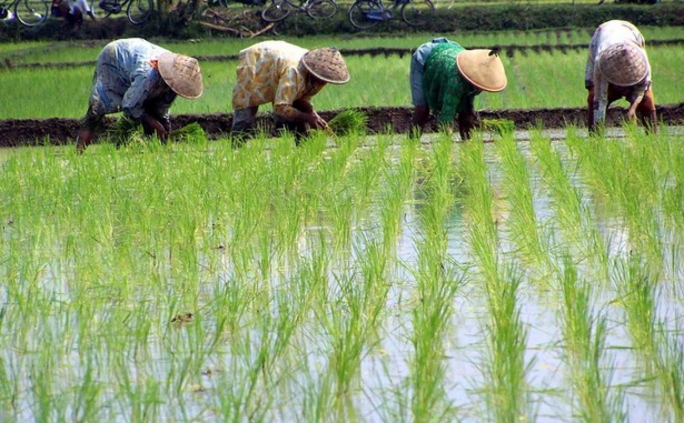 gambar orang menanam padi di sawah