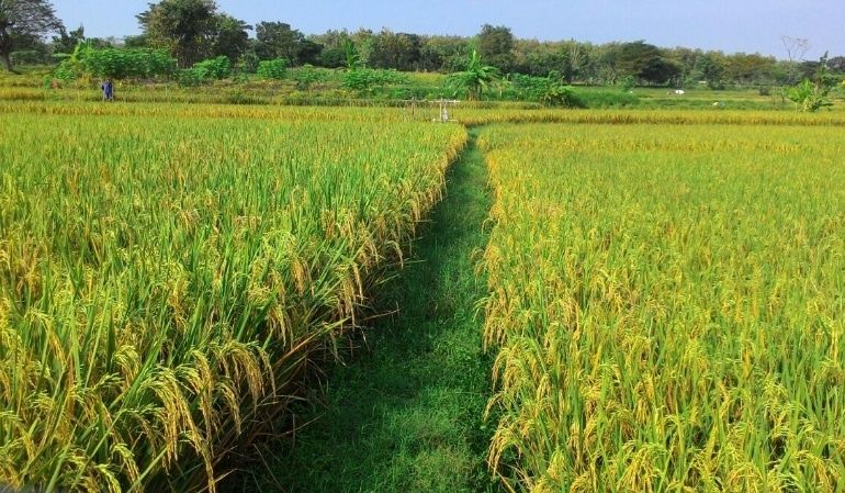 gambar pertanian padi
