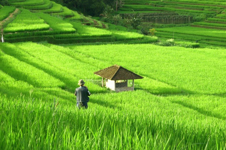 gambar petani menanam padi di sawah