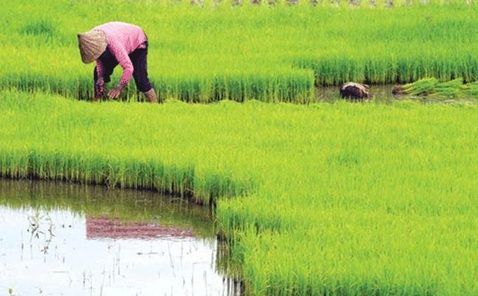 gambar petani menanam padi