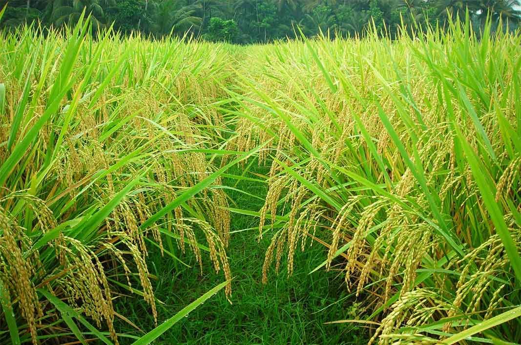 gambar sawah padi