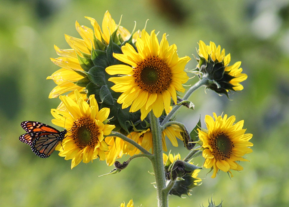 gambar setangkai bunga matahari