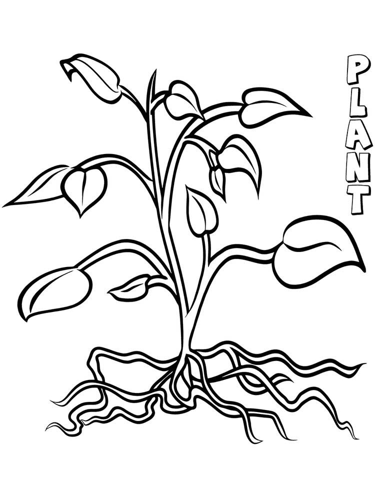 gambar sketsa akar tumbuhan