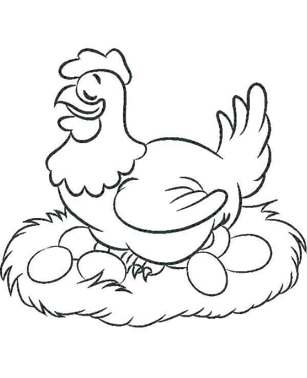 gambar sketsa ayam bertelur
