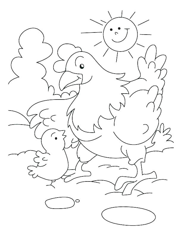 gambar sketsa ayam betinda dan anaknya