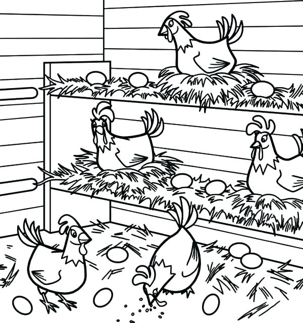 gambar sketsa ayam di kandang