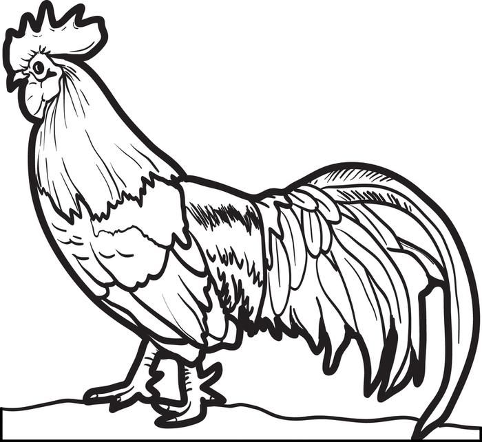 gambar sketsa ayam jantan