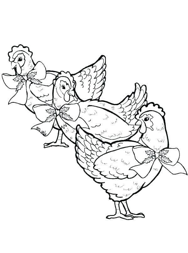 gambar sketsa ayam