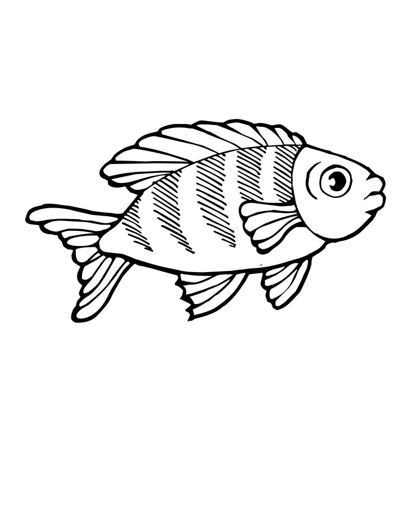 gambar sketsa binatang ikan hd