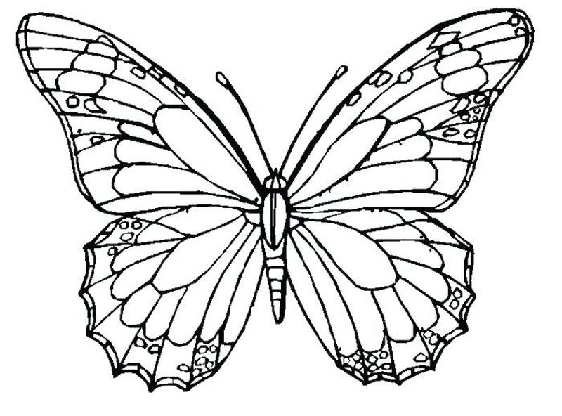 gambar sketsa binatang kupu kupu