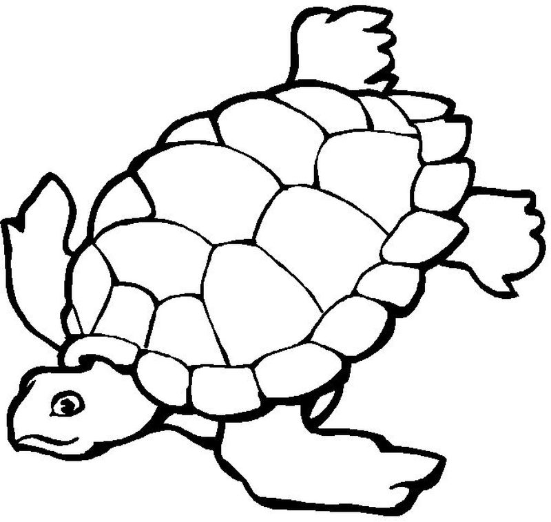 gambar sketsa binatang kura kura