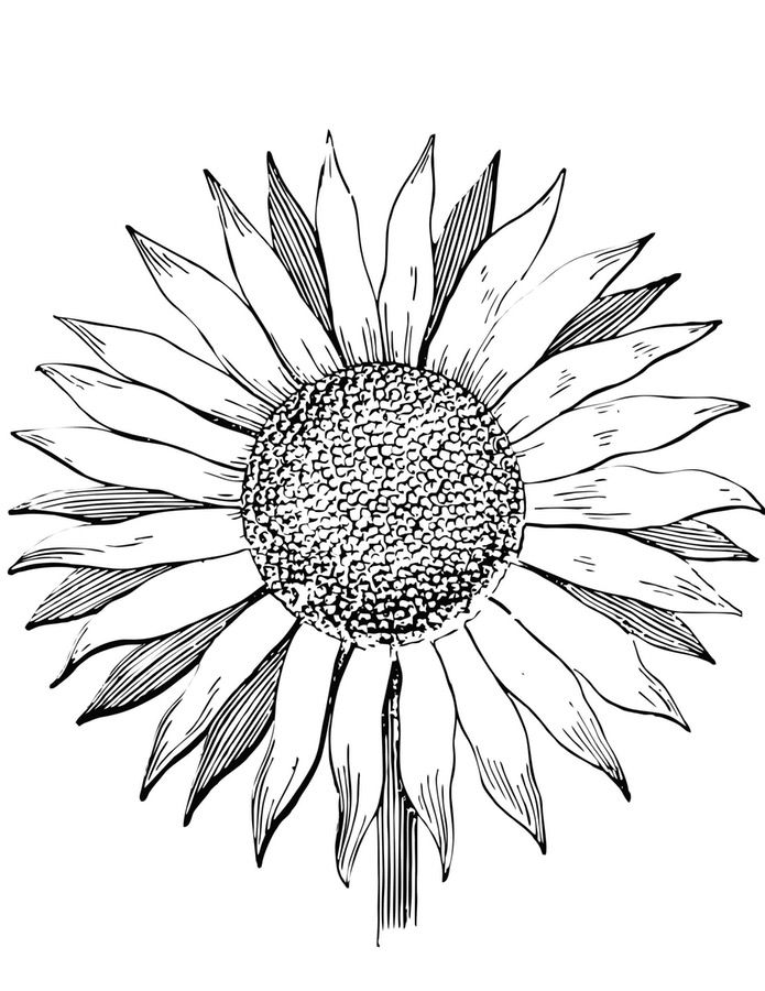 gambar sketsa bunga matahari hd