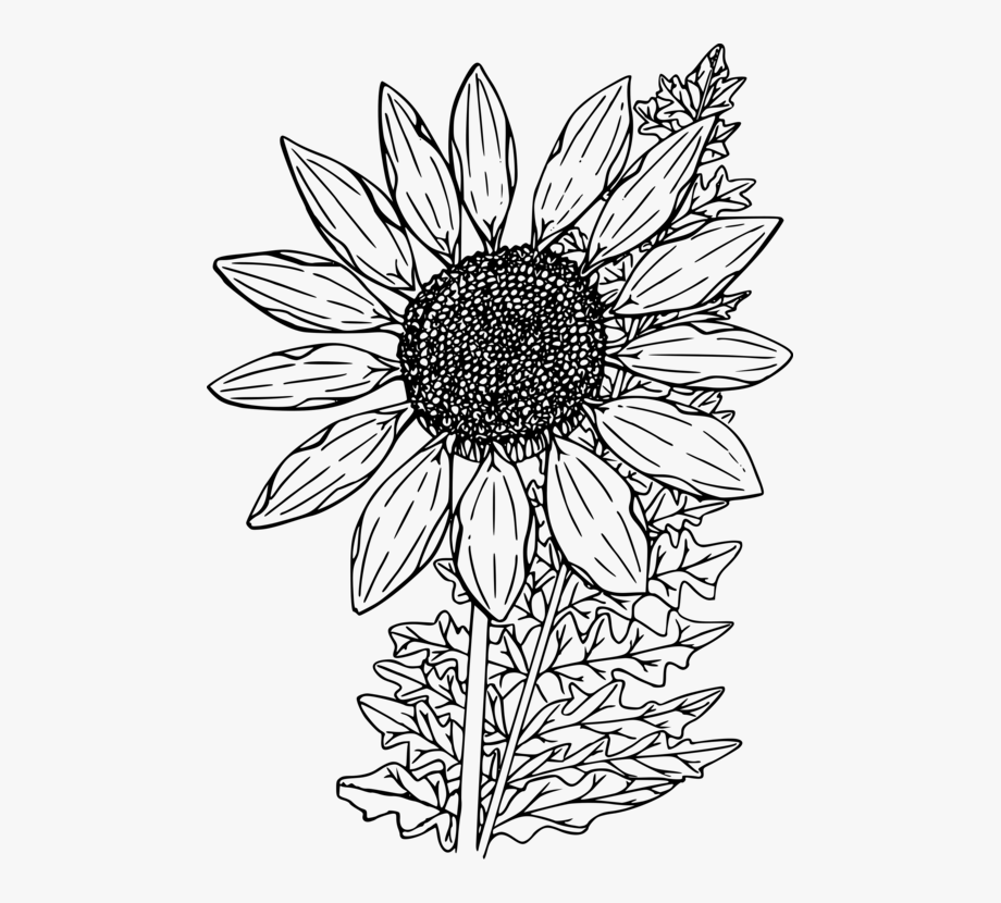 gambar sketsa bunga matahari mekar