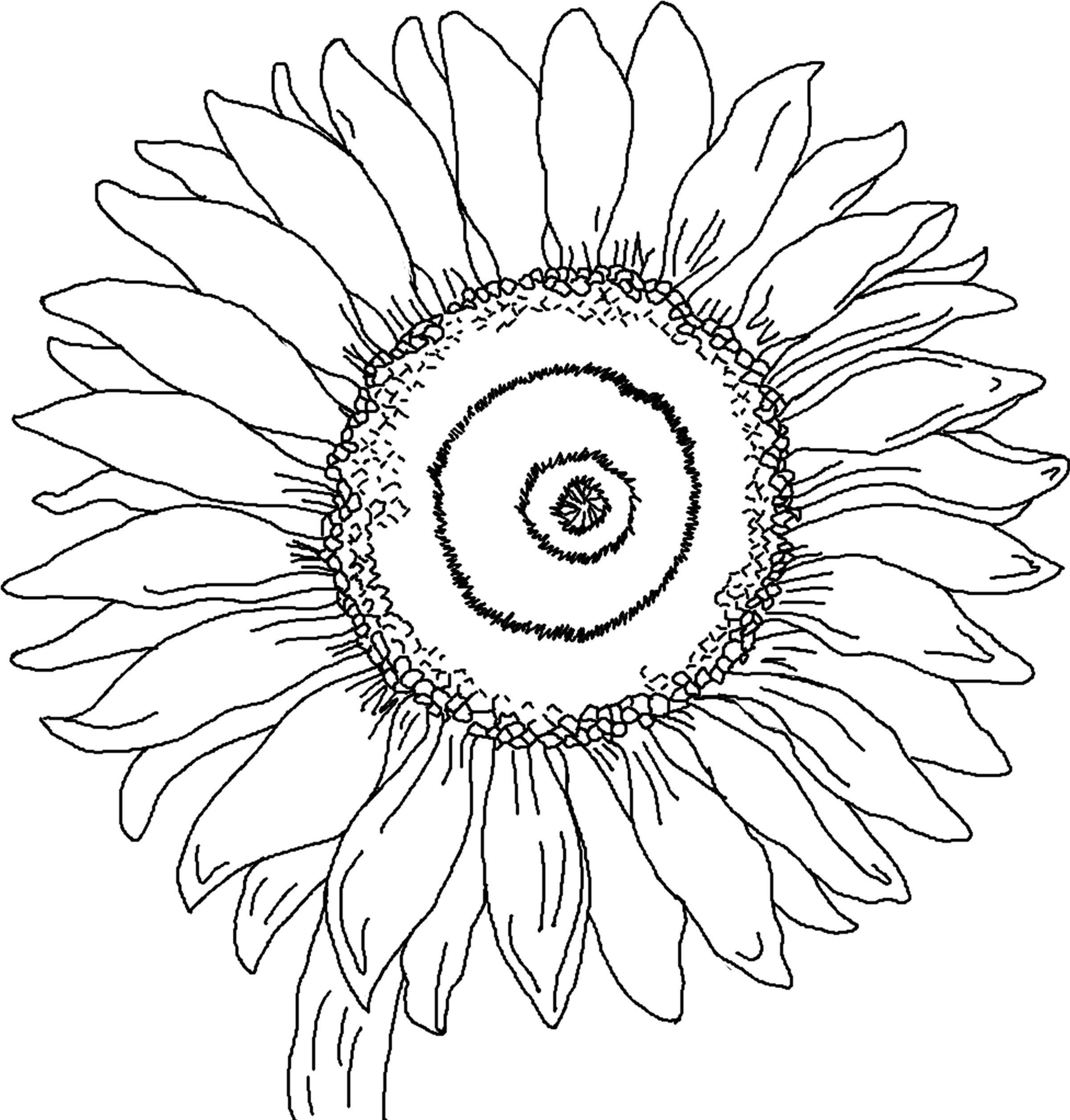 gambar sketsa bunga matahari
