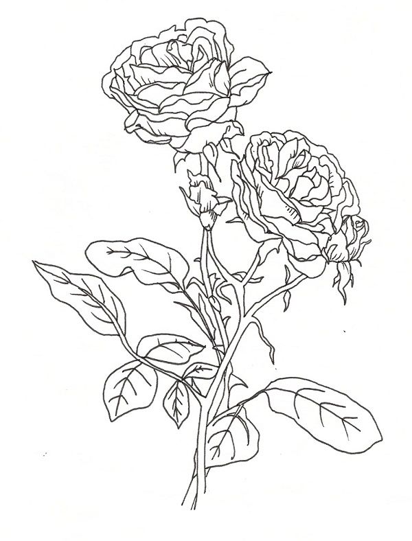 gambar sketsa bunga mawar indah