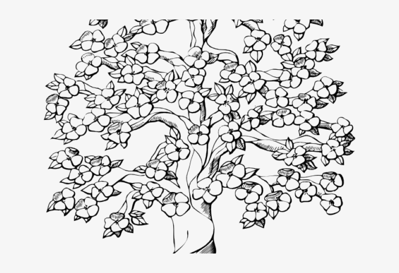 gambar sketsa bunga sakura hd