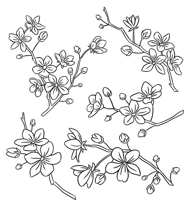 gambar sketsa bunga sakura untuk mewarnai