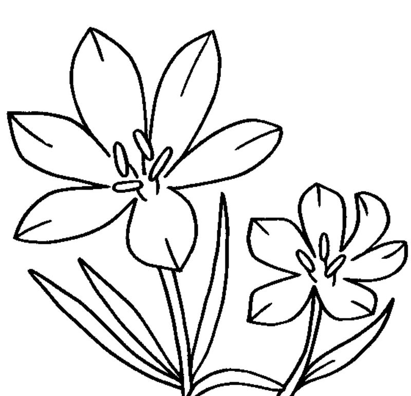 gambar sketsa bunga sederhana belajar mewarnai