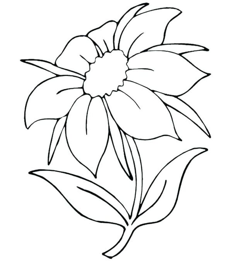 gambar sketsa bunga sederhana cantik hd