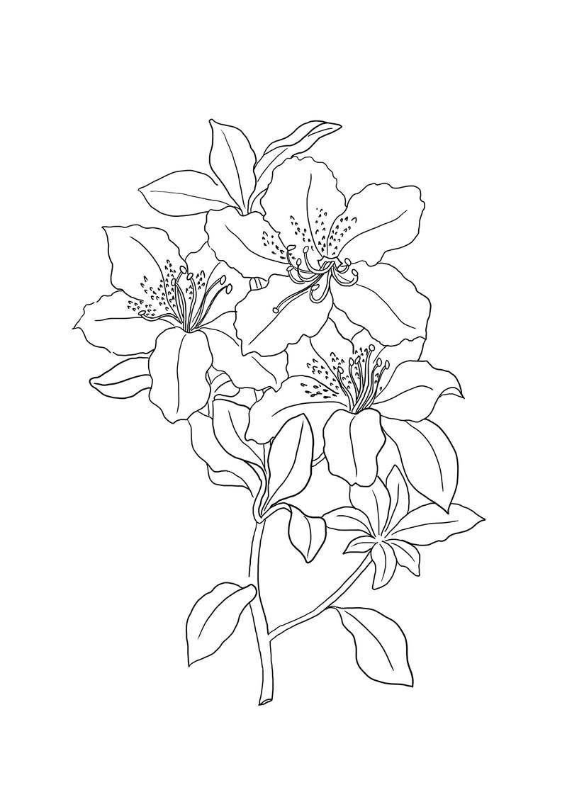 gambar sketsa bunga sederhana untuk diwarnai