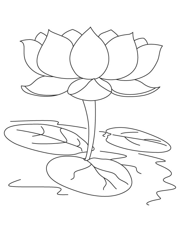 gambar sketsa bunga teratai hd mewarnai