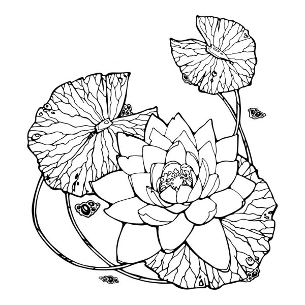 gambar sketsa bunga teratai hd
